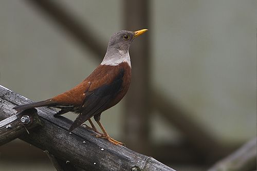 Chestnut thrush